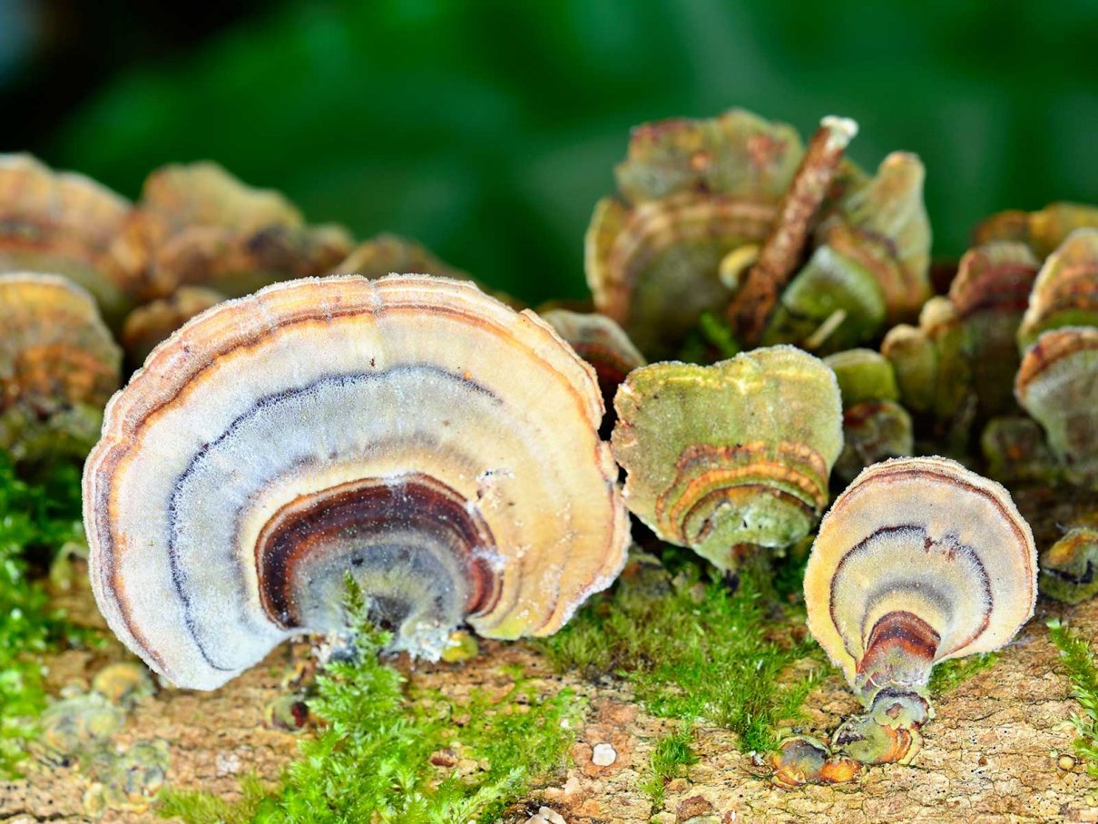 Biodiversité des Vallons obscurs