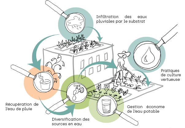 L’image représente un bâtiment avec une toiture et des abords végétalisés, entouré de flèches circulaires symbolisant un cycle vertueux de gestion de l’eau en agriculture urbaine.
Cinq pratiques sont illustrées :
- Infiltration des eaux pluviales par le substrat
En haut, on voit l’eau de pluie s’infiltrant directement dans le substrat de la toiture végétalisée. Cela permet de limiter le ruissellement et de réutiliser l’eau naturellement.
- Pratiques de culture vertueuse
Sur une terrasse ou un jardin en pleine terre, une personne arrose les plantes avec un arrosoir. L’action illustre un arrosage modéré, adapté aux besoins des plantes.
- Gestion économe de l’eau potable
Une loupe met en évidence un verre d’eau. Cela symbolise la réduction des consommations d’eau potable grâce à des techniques d’arrosage optimisées (goutte-à-goutte, paillage, horaires adaptés...).
- Diversification des sources en eau
Une loupe montre une cuve ou un réservoir. Cela fait référence à l’utilisation de plusieurs sources (eau de pluie, eaux grises traitées, nappes non potabilisées) selon les usages.
- Récupération de l’eau de pluie
Une gouttière est représentée en train de déverser l’eau dans une cuve de récupération. Cela permet de stocker l’eau pour un usage différé (irrigation notamment).
L’ensemble du visuel montre une approche circulaire, résiliente et sobre en eau, adaptée au climat méditerranéen